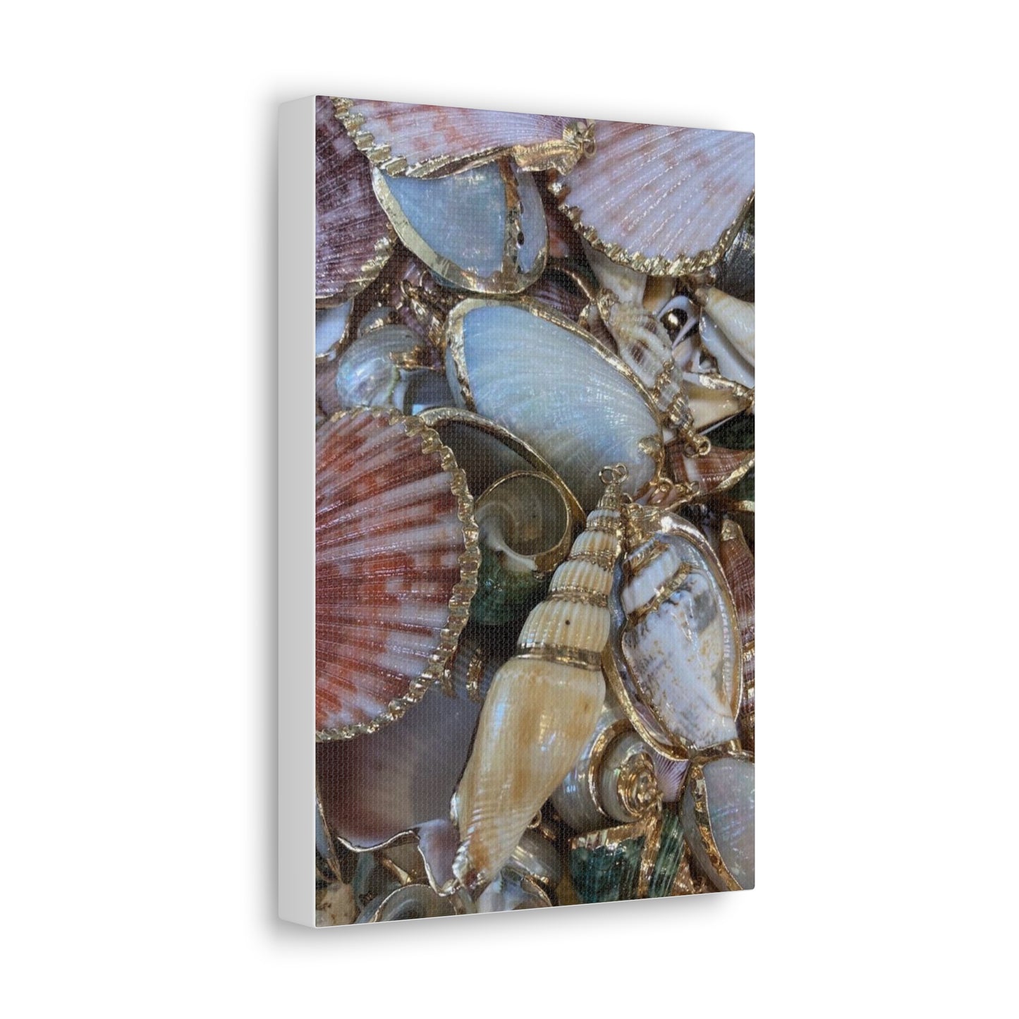 Pretty Sea Shell