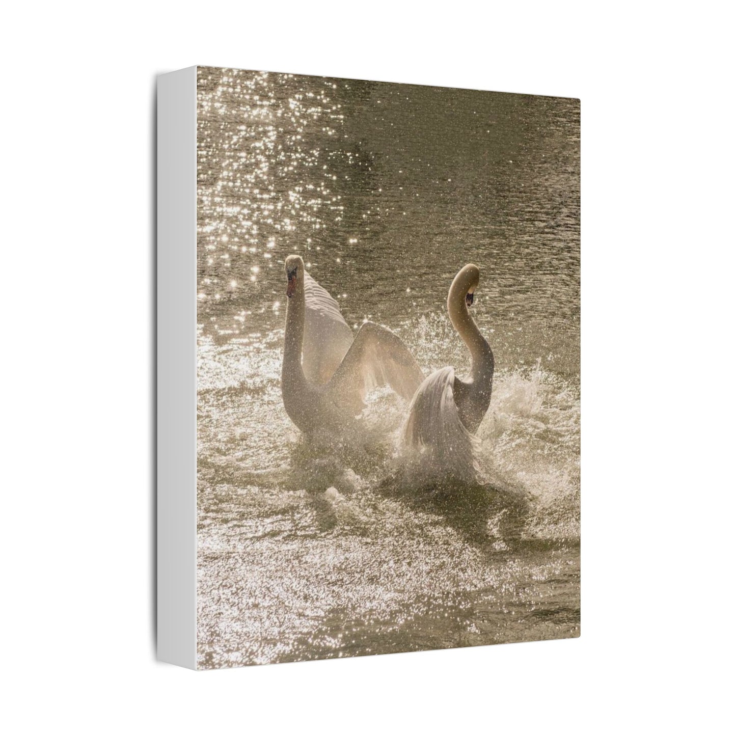 Swan Love in Sunshine