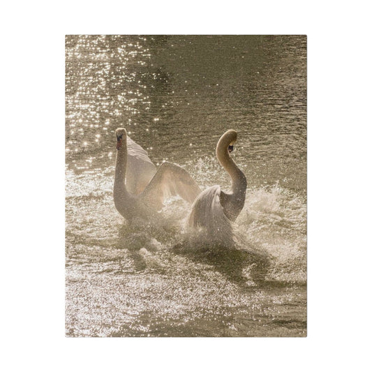 Swan Love in Sunshine