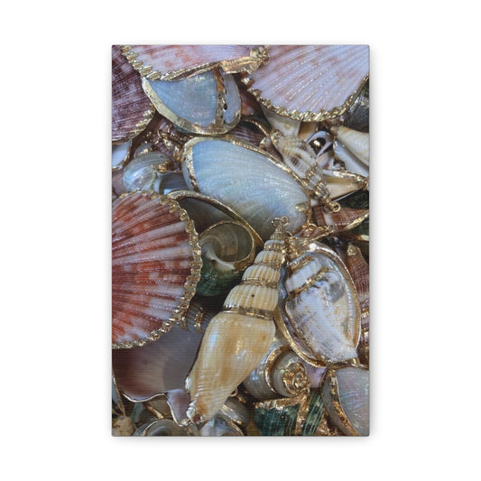 Pretty Sea Shell